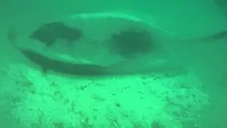 Giant short tailed sting ray at Long Beach, Simon's Town