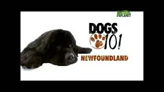 Hundar 101 - Newfoundlandshund med svenska undertexter