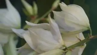 My flowers -part 2 Full HD