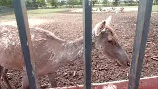 X-Land парк