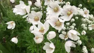 Spring Sensation