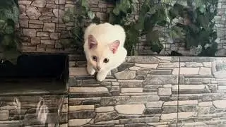 cats playing in the garden. cute cat climbing a tree. 
