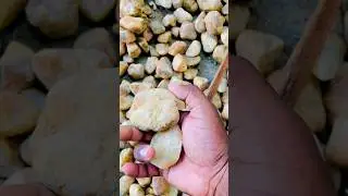 #2025bestshorts #backyardgardening #garden #mybackyardgarden #nature #indoorplants #indoor #stone
