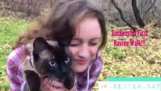 CATS FIRST FOREST WALK (siamese adventure cat)