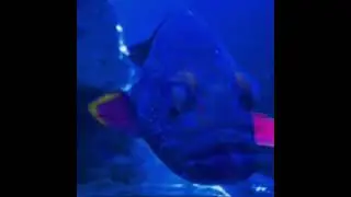 Dark Monster 🐠| Goliath Groupers🐡 | Josh Aquarium