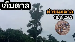 ขนมตาล (ตอน 1) ไปเก็บตาลสุกหล่น