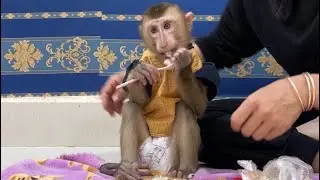 Smart jobi take spoon and plate and eats boiled corn