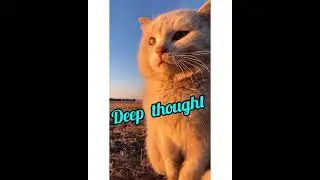 Deep thoughts..🐈  #shorts #cat