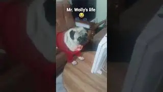 ac band kr lo please 🥺#mr.wollyslife #pug #pet#dog #comedy #funny #petlover #entertainment #ytshorts