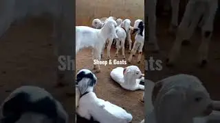 Speciality of a Veterinary Doctor🤩✨️  #vet #shorts #shortsvideo #veterinary #veteran