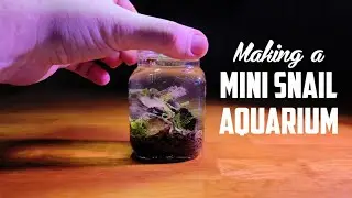 Making a Mini Snail Aquarium Tutorial