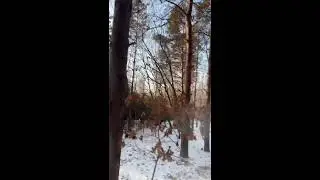 Winter Forest Live｜Feeding Wild Squirrels with Live Narration 🐿️🌲