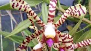 Орхидея Ванда Скорпион (Arachnis Maggie variegata). Нужен совет!