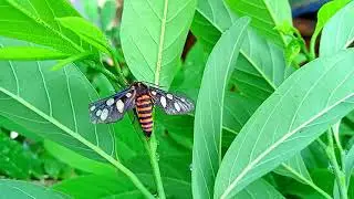 #Eressa angustipenna 🦋🌿|