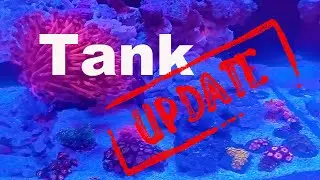 Redsea 200 G2 2 Month Update