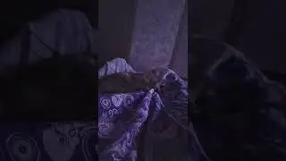 Как спать, так у нас кусь 🤣#simba#vlog#apt