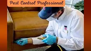 How Much Does Bed Bug Extermination Cost | The shocking truth