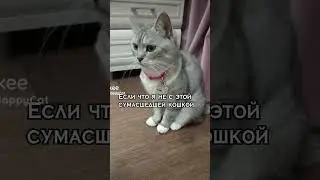 #cat #врек #catnation #клип #кошка #reels #британскаякошка #рекомендации #cute #catlove