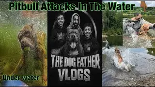 Training a pitbull to attack in the water! finding the hidden Trails!