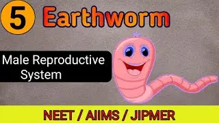 Male Reproductive system of Earthworm | Structural org in animals | NEET | AIIMS