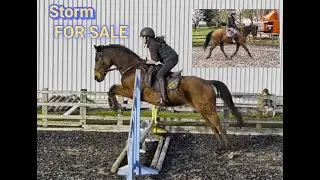 Storm ~ Retrained Racehorse ~ FOR SALE