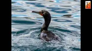 What's in a name  New research catalogs how birds are categorized by what we call them