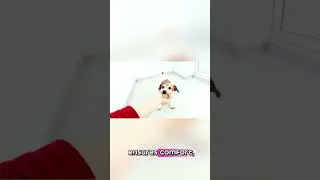 Comfortable Recovery! Inflatable Dog Cone Collar for Post-Surgery Care 🐶✨