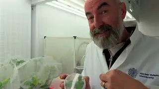Comment les pucerons deviennent r&eacute;sistants aux pr&eacute;dateurs naturels utilis&eacute;s par les agriculteurs.