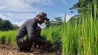 TRADITIONAL FARMING AT ITS BEST! RICE SEEDLINGS PULLED BY HAND ON DRY LAND! -Agriculture Farming