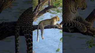 Leopard&rsquo;s Peaceful Moment | Majestic Leopard Resting on a Tree by the Lake. #shorts #shortvideo