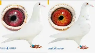 Jos Thone Top performer White Racing Pigeons | Thone Pigeons Belgium | Racer Pigeons