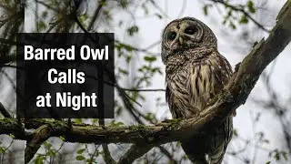 Barred Owl Calls at Night