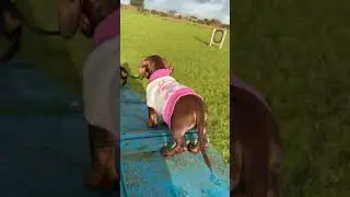 Dachshunds doing agility 😬😄❤️
