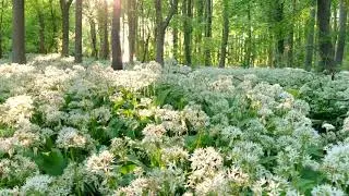 Amazing Family Photography in Nottingham white flowers of wild garlic