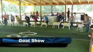 Mercer County Fair Sheep & Goat Show