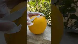 Cut exotic melon 🍉🍋&zwj;🟩🍑 quality tropical fruit #cuttingfruits #fruit