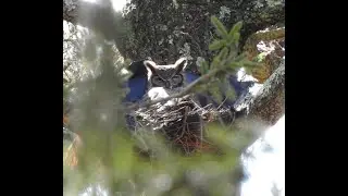 Tree Mob&trade;:  New Year, New Nest