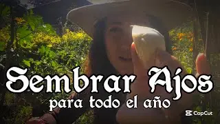 🧄 AJOS!! Cómo y cuándo sembrar ajos para todo el año!!! 🧄