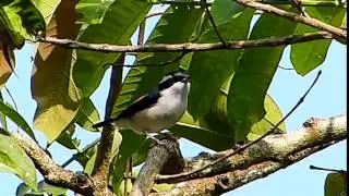 Shrike Babbler Wht Browed 010