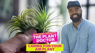 Caring For Your Air Plants | The Plant Doctor