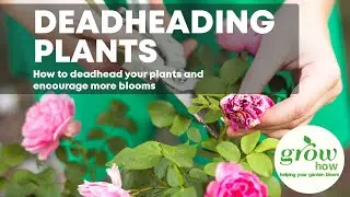 Garden Grow How - Deadheading your Plants
