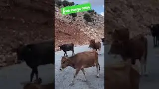 Free Range Cows on the Road 🐄