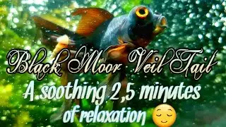 Black Moor Veil Tail goldfish. A soothing 2,5 minutes of relaxation 😌 with this Beauty