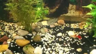 Figure 8 puffer feeding