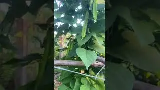 Pokok kacang botol mak saya