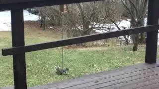 Squirrel Hilariously Fails in Attempt to Raid Bird Feeder