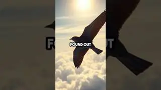 This Bird Sleeps While Flying for 6 Months Nonstop! 😲✨