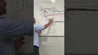 07 01   anatomo fisiologia da audi&ccedil;&atilde;o corrigido