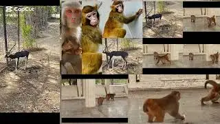 Monkey vs Tourists funny food fight Pakistan Capital Islamabad Faisal Masjid 