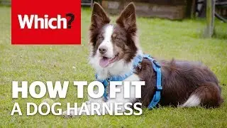 How to fit a dog harness
